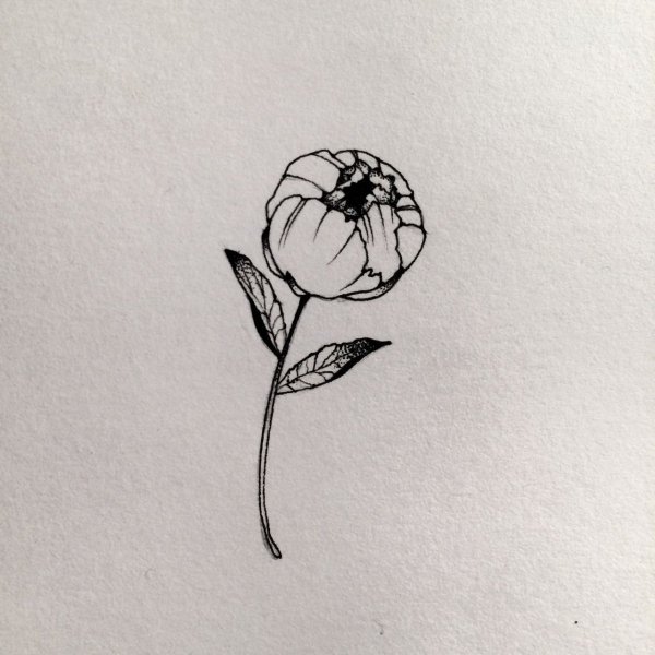 Тату пион Минимализм