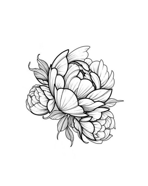 Пионы тату контур