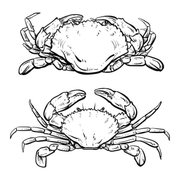 Краб карандашом