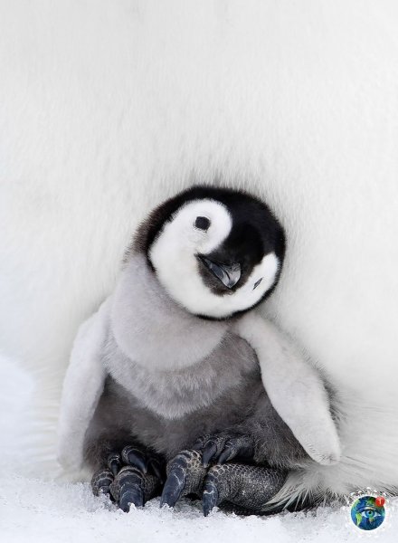 Наклейка - пингвины