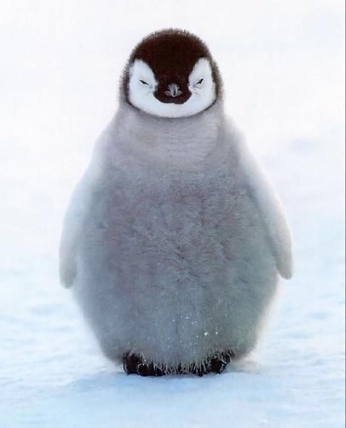 Милый Пингвиненок