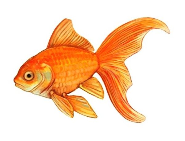 Золотая рыбка иллюстрация