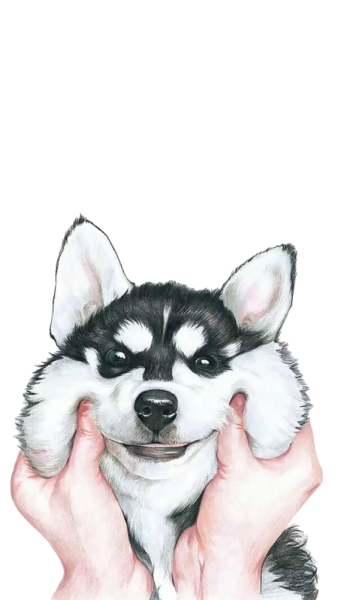 Хаски рисунок