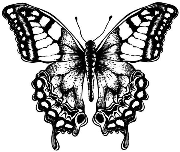 Современная Графика бабочка черно белая
