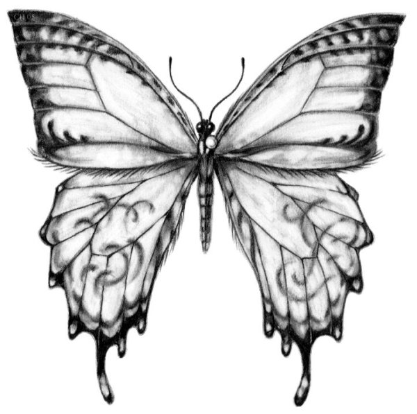 Тату бабочки карандашом