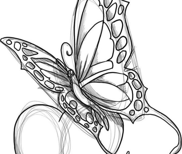 Бабочка рисунок карандашом