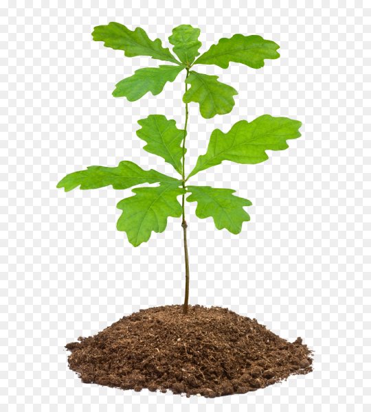 Росток дуба