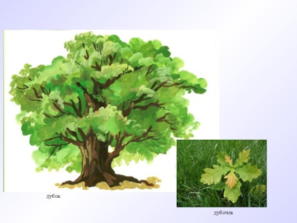 Дуб, дубовый, Желудь, Дубок