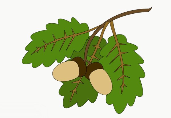 Рисование ветка дуба