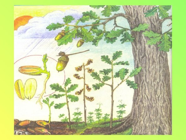 Занятие растительный мир