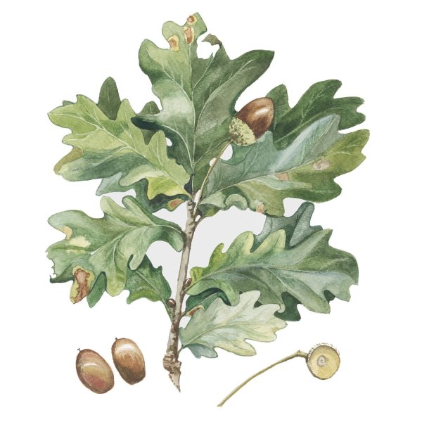 Дуб черешчатый (Quercus Robur l.)