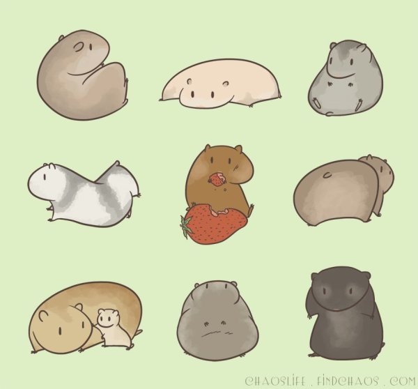 Морские свинки рисунки для срисовки