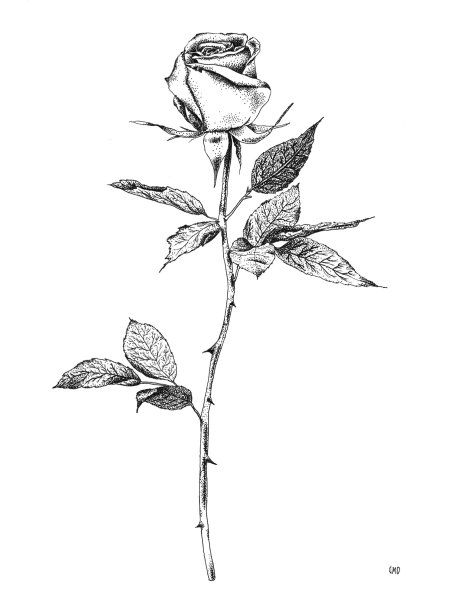 Рисунки карандашом розы красивые