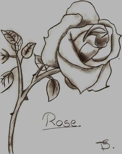 Роза гелевой ручкой