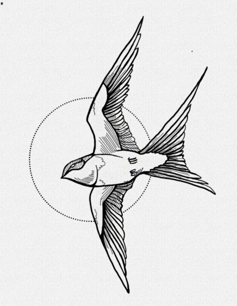 Ласточка рисунок карандашом