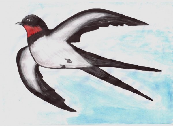 Перелетные птицы ла с то ч уа