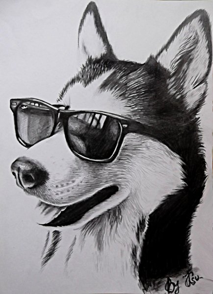 Хаски рисунок