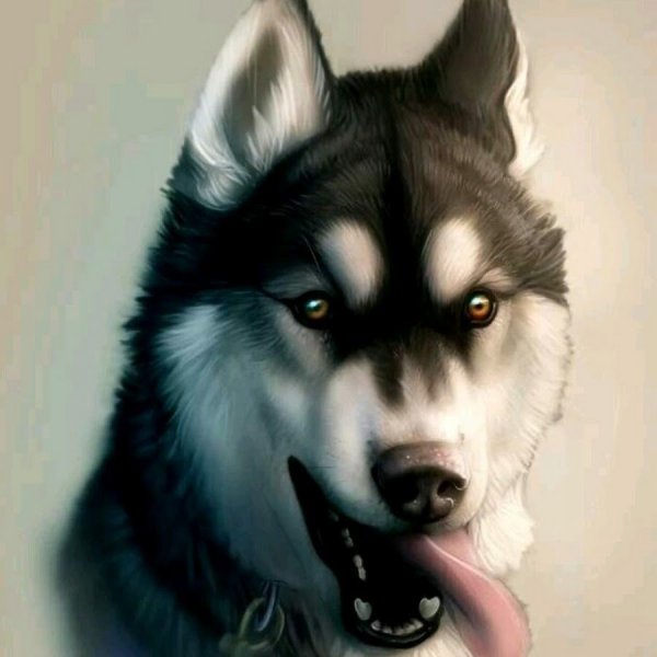 Хаски фэнтези