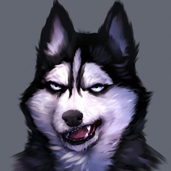 Хаски злые