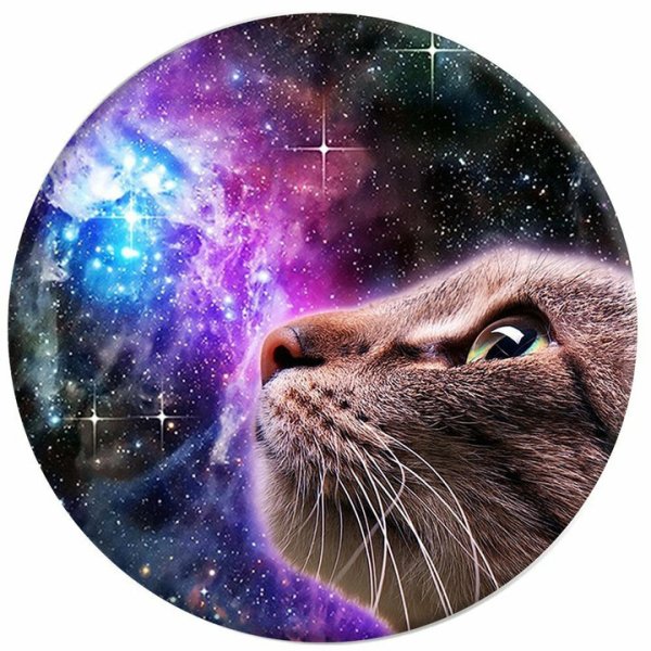 Круглый котик