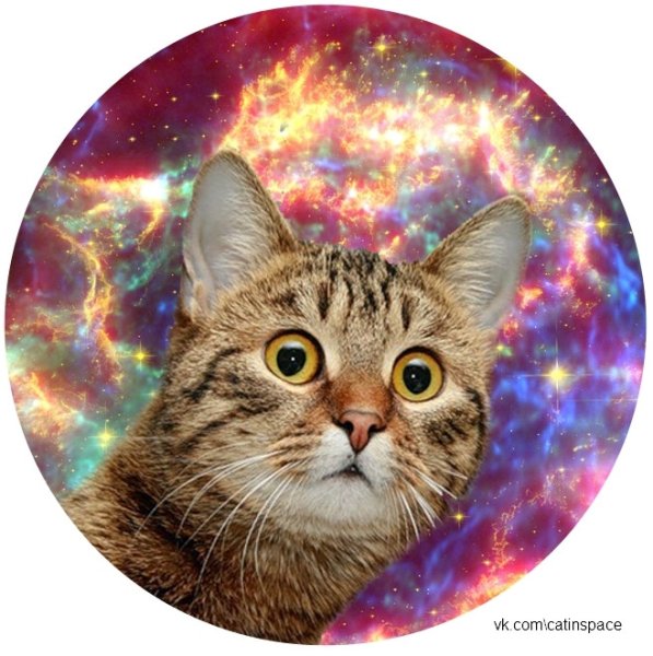 Кот в круге