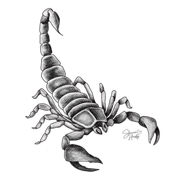 Скорпион черно белый