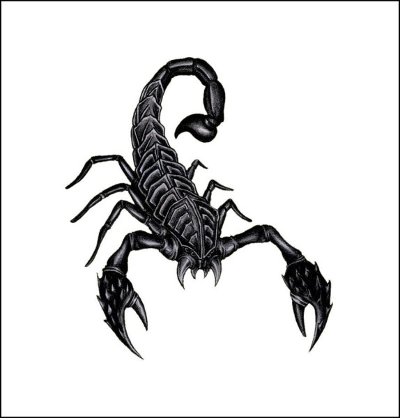 Скорпион цветными карандашами