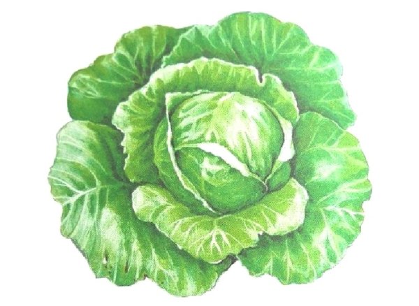 Капуста для дошкольников