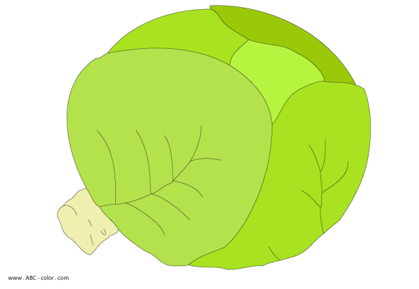 Капуста раскраска