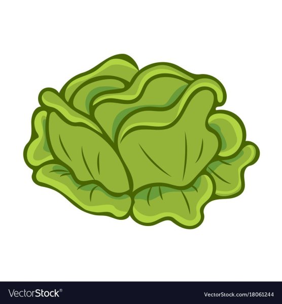 Капуста рисунок для детей
