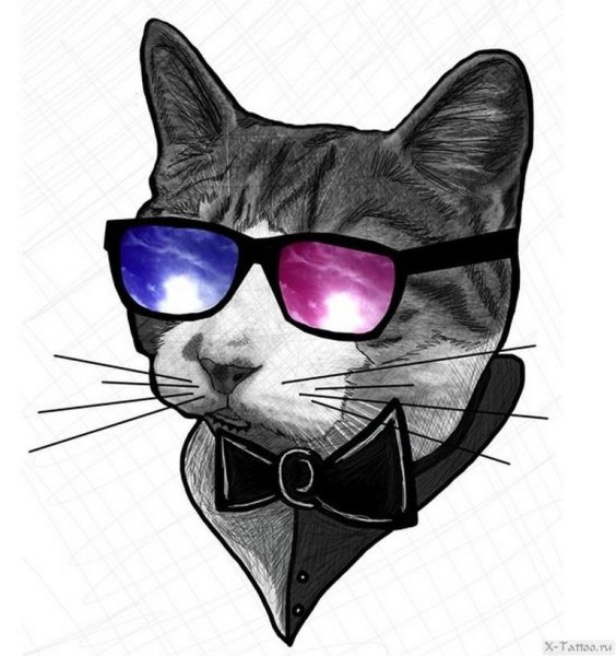 Аватарка кот