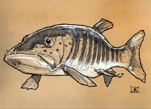 Нарисованные настоящие рыбы