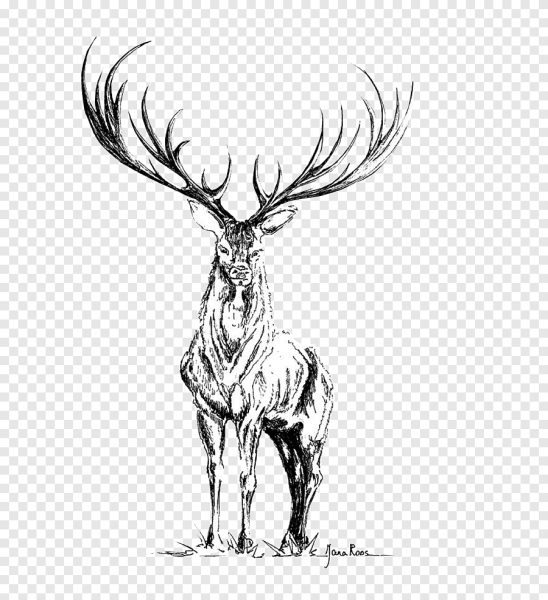 Олень черно белый