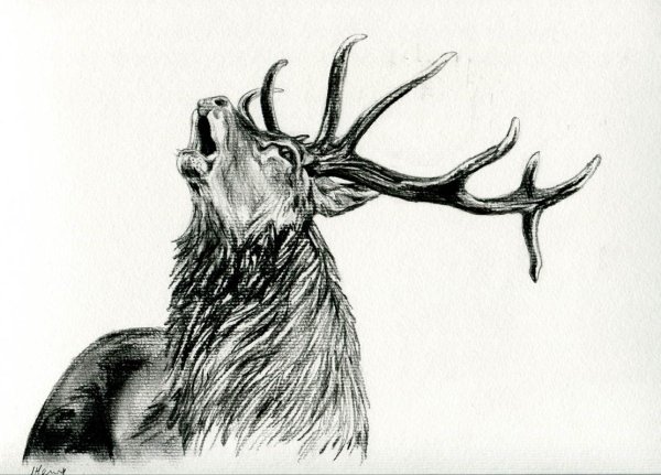 Гордый олень набросок