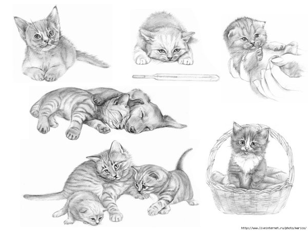 Раскраски Стикеры котики