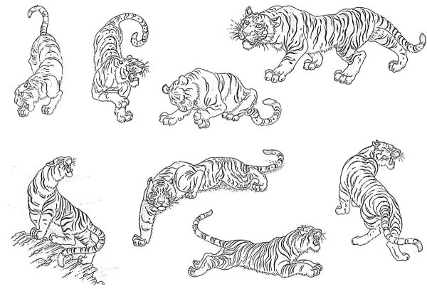Набросок тигра