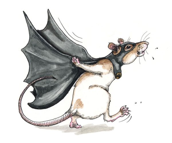 Летающая крыса