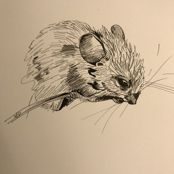 Мышка референс