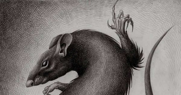 Обои с крысами