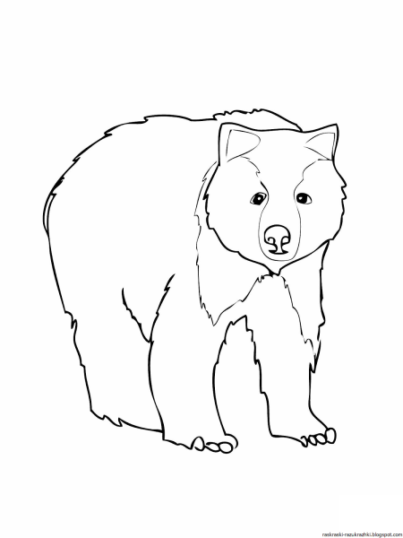 Медведь рисунок