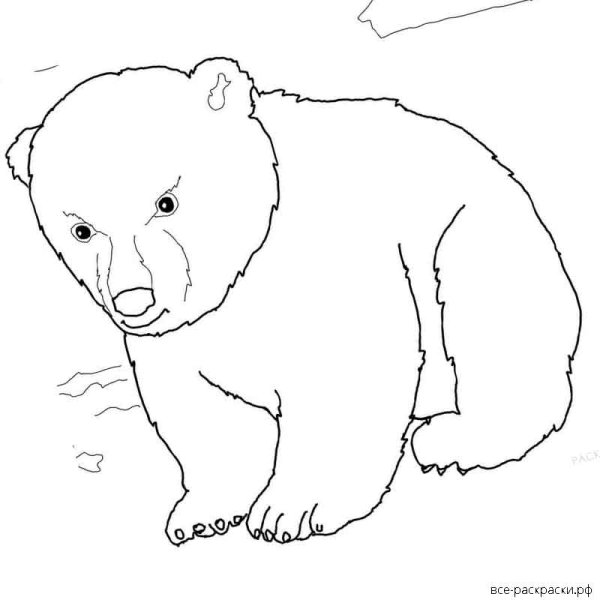 Небольшой рисунок медведя