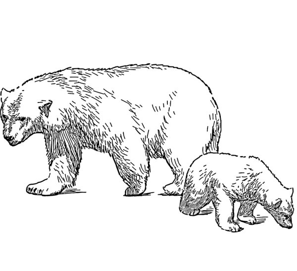 Белый медведь сбоку рисунок для детей