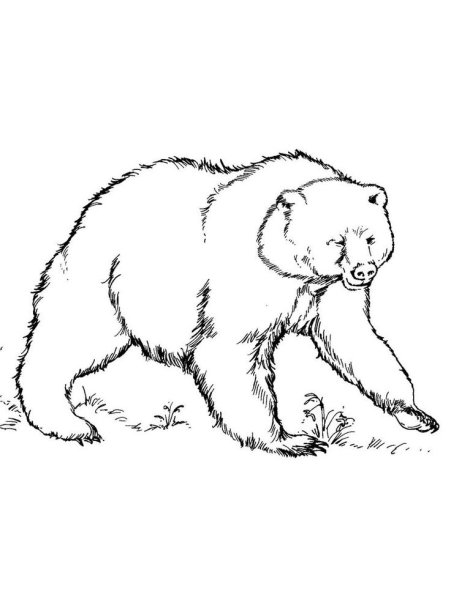 Белый медведь раскраска для детей