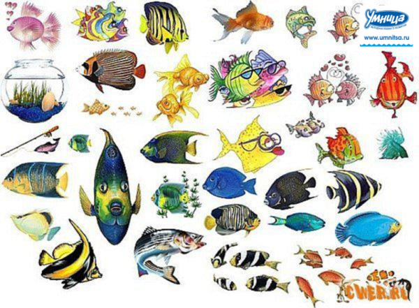 Рыбки несколько на листе