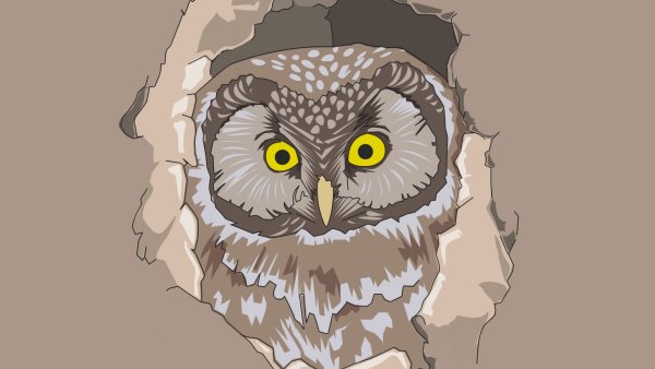 Сова на аву