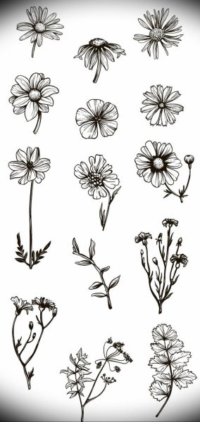 Зарисовки мелких растений