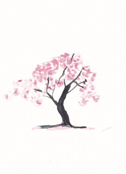 Сакура дерево Наброски
