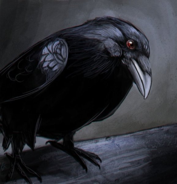 Ворон рисунок
