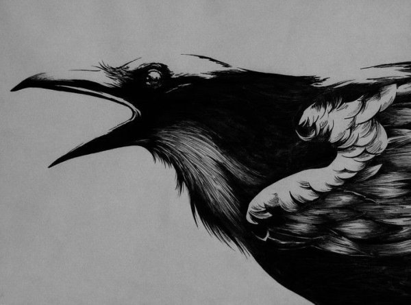 Ворон Феникс (Crow Phoenix)