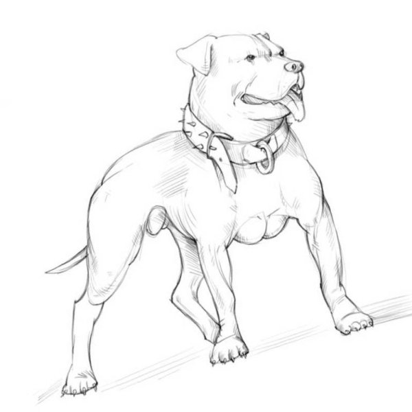 Раскраска Мопс